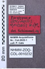 Etiketten zu Agriotes intermedius (NHMW-ZOO-COL-0010232)